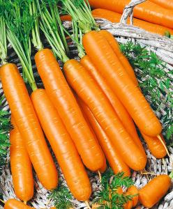 Самсон (1уп/500гр) морковь весовые