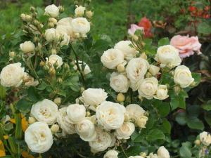Артемис роза флорибунда, кремово-белая,1шт.