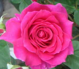 Адель роза, бутоны собраны из атласных лепестков цвета фуксии 