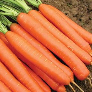 Карлена морковь весовые