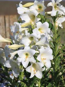 Линкольн лилия белая длинноцветковая 5шт, (12/14), (130см) Гибрид
