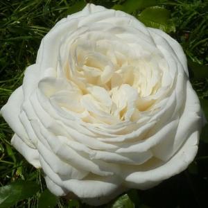 Ломоносов роза белого цвета с кремовым оттенком