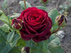 Графиня Диана роза шраб. 1шт