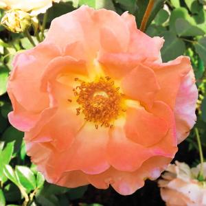 Дафнис роза канадская флорибунда, лепестки атласные огненно-оранжевой окраски