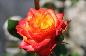 Мираж файер флорибунда роза,ярко-желтой окраски с красно-малиновым румянцем по краю