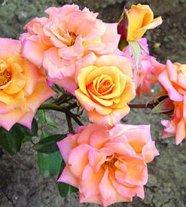 Райзн Шайн роза спрей желто-кремовая