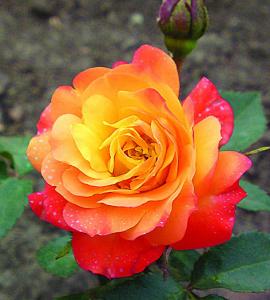 Мандарин спрей роза,оранжево-желтые до абрикос.