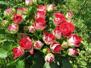 Дабл Энджел роза тёмно-красные с белой спрей 1шт 