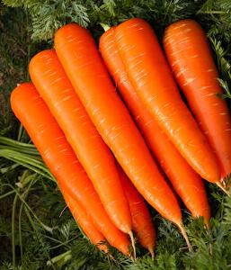 Лонге роте морковь весовые