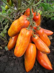 Перцевидный полосатый томат весовые