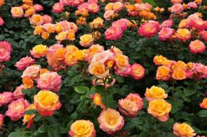 Мега Стар флорибунда,цветки насыщенно-желтые,  румянец от нежно-розового до ярко-красного.
