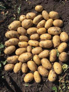 Крона ЭЛИТА картофель (ранний сорт(70-90дней)) 10кг сетка