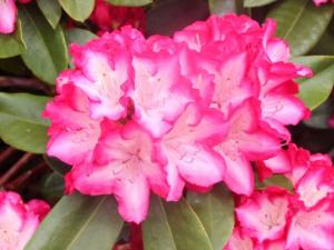 Эрапшен рододендрон цветки  (в тубе)