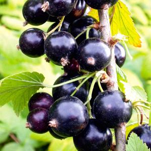 Севчанка смородина черная (в тубе)