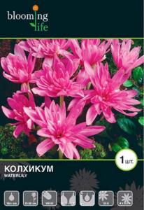 Ватерлили колхикум розовый 1шт (16/+) (15-20см)