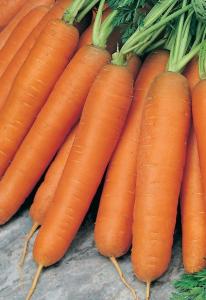 Форто морковь весовые