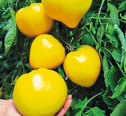 Лимонный король томат 