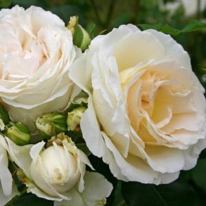 Аифа роза флорибунда, бутоны с кремово-белыми или розово-белыми цветками.