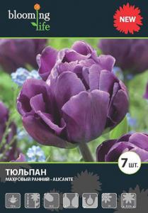 Аликанте тюльпан фиолетовый махровый  7шт, (12/+), (30-45см)