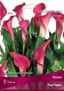 Ред Чарм калла красный 1шт (14/16)