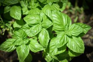 Застольный овощной базилик весовые