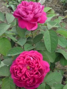 Жанна Д Арк роза спрей, ярко-малиновая,1шт.