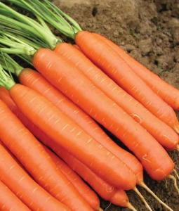 Бессерцевидная морковь весовые