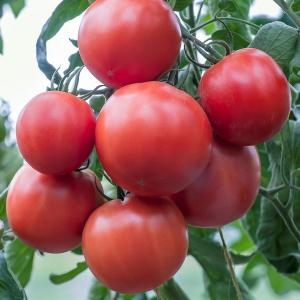 Малиновая Генрика томат вес