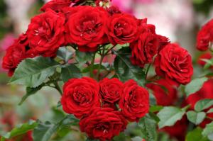 Пандора роза канадская кустовая. Бутоны темно-красного цвета.