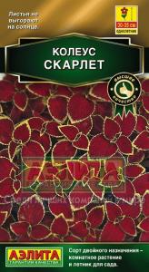 Скарлет блюме колеус 5шт (а)