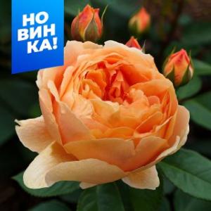 Каралуна роза чайно-гибридная 1шт, оранжево-золотистая окраска