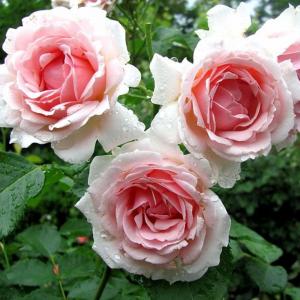 Баллада роза флорибунда, цветки светло-розовые 1шт.