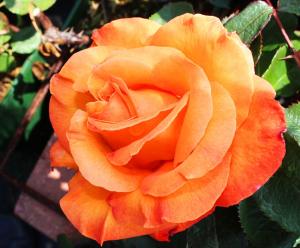 Апероль роза, бутон окрашен в ярко-оранжевую окраску