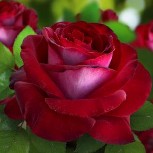Госпел роза чайно-гибридная, махровые темно-красные цветки с большим количеством лепестков