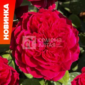 Джеймс Парк роза Флорибунда (кустовая), цветки насыщенно-красные
