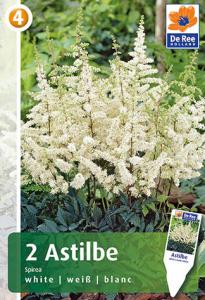 Спирея белая астильба 2шт, (60см)