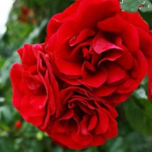 Энцелад роза плетистая,окраска атласных лепестков ярко-красная, насыщенная.