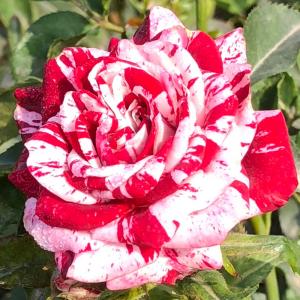 Янус роза спрей,  Окраска лепестков полосатая с белыми и красно-бардовыми штрихами.