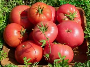Малиновый гигант томат весовые