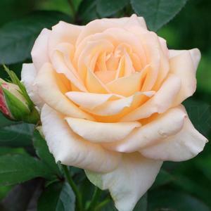 Ванилла роза кремово-желтые 