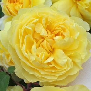 Канарейка роза шраб (кустовая), ярко-желтые бутоны.
