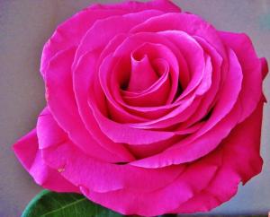 Гасфорта роза, лепестки ярко-розовой, пурпурной окраски со слегка волнистым краем