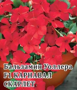 Карнавал Скарлет Уоллера F1 бальзамин 4шт (г)