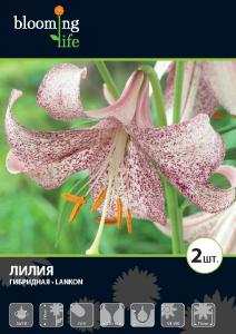 Ланкон лилия белая в роз.крап.2шт (14/16) ((110см)