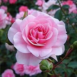 Боника флорибунда роза цвет розовый 60см