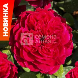 Джеймс Парк роза Флорибунда (кустовая) 1шт