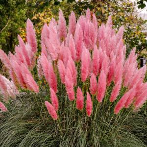 Пинк Фезер пампасная трава розовое соцветие перьевидное 1шт (в тубе)