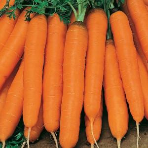 Амстердамская морковь весовые