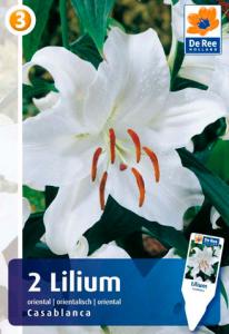 Касабланка белый лилия 2шт (14/16) (120-150см)Вост