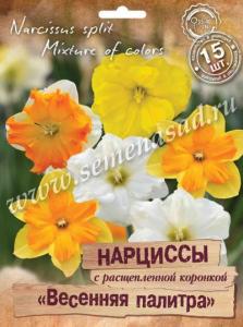 Нарциссы с расщепленной коронкой Весенняя палитра смесь окрасок 15шт (12/14)